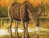 Moose Reflection
