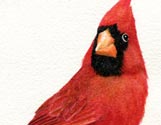 Red Cardinal #7