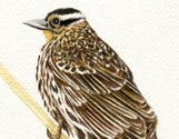 Red Wing Blackbird