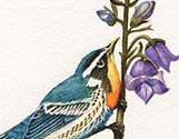 Springtime Bird
