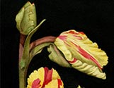 Tiger Tulip Trio