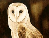 Barn Owl on Stump