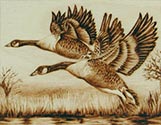 Canadian Geese