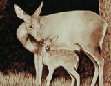 Deer Doe