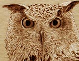 Eagle Owl
