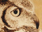 Owl Stare
