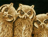 Scops Owl
