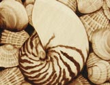 Shell Collection