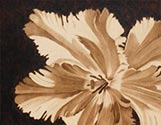 Tiger Tulip